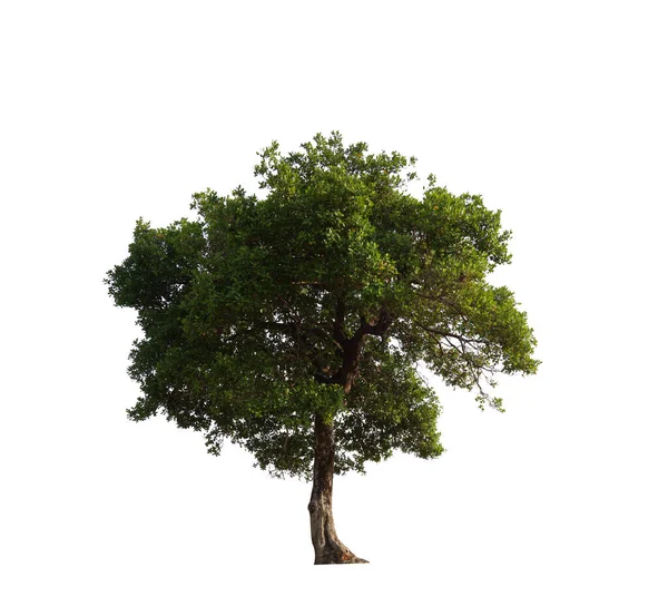Asya Tropikal Ağaç Beyaz Arka Planda Izole Edilmiş Büyük Ağaç — Stok fotoğraf