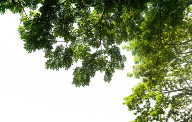Doğu Hindistan Ceviz Ağacı 'ndaki Maymun Kapsülü' nün altına yaklaş. Samanea saman ağacı beyaz arkaplanda izole.