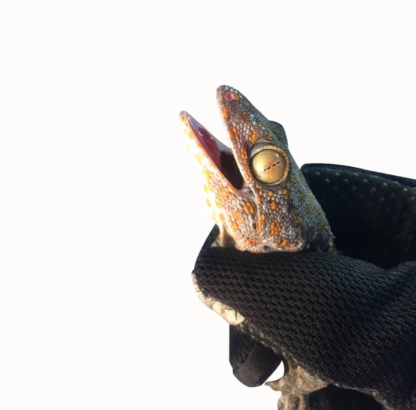 Close Bild Von Gecko Fangen Auf Weißem Hintergrund — Stockfoto