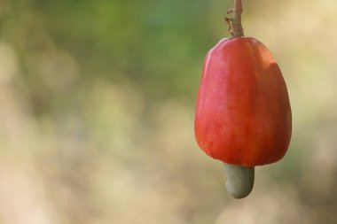 Kaju ağacı güneş ışığının altında. Kaju meyvesi (Anacardium occidentale). Kaju ağacı. Kaju fıstığı yetişiyor