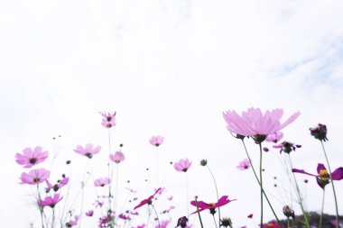 Kozmos mavi gökyüzünün altında güzel bir şekilde çiçek açıyor, Kozmos çiçek rengi pembe arkaplan mavi gökyüzü fotokopi alanı ile.