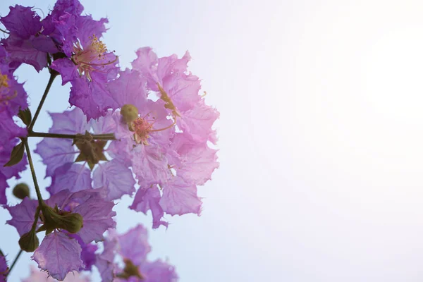 Purple Wild Flower Clear Sky Day Violet Phlox Closeup Summer — Stock Photo, Image
