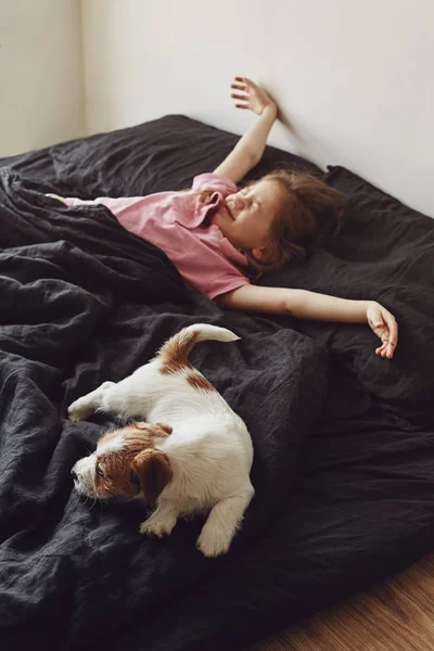 Little girl with a puppy lying in the bad at home. Jack Russell Terrier Puppy sleeps near a child.