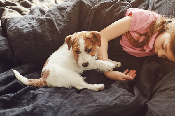 Little girl with a puppy lying in the bad at home. Jack Russell Terrier Puppy sleeps near a child.
