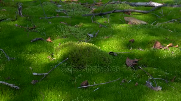 Yeşil yosun yakın çekim — Stok video