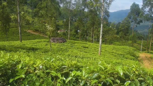スリランカの紅茶畑 — ストック動画