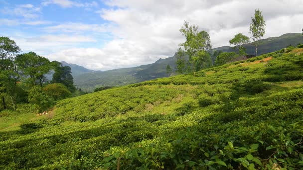 Campo da tè di Nuwara Eliya — Video Stock