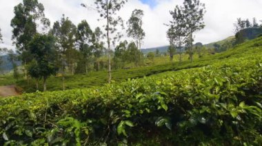 Çay plantasyon içinde Nuwara Eliya