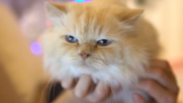 Удовлетворенная персидская кошка — стоковое видео