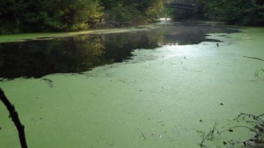 Nehri üzerinde yeşil duckweed