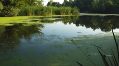 Duckweed ve Sazlık Nehri üzerinde