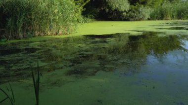 Yaz nehri manzarası