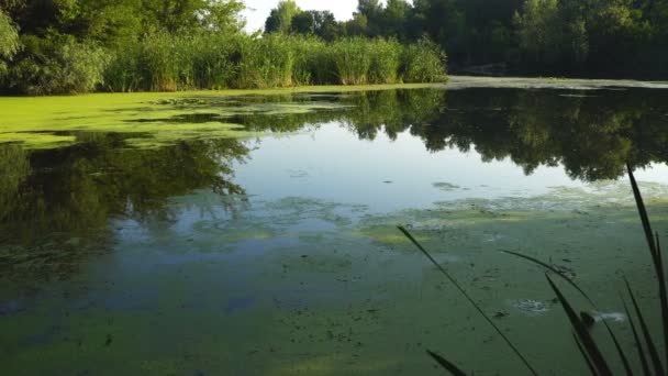 Duckweed and reeds on river — Stock Video