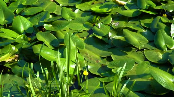 Groene bladeren van water lilly — Stockvideo