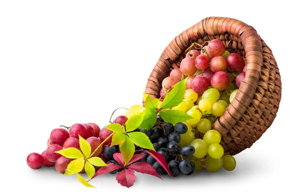 Kosár, szőlő — Stock Fotó
