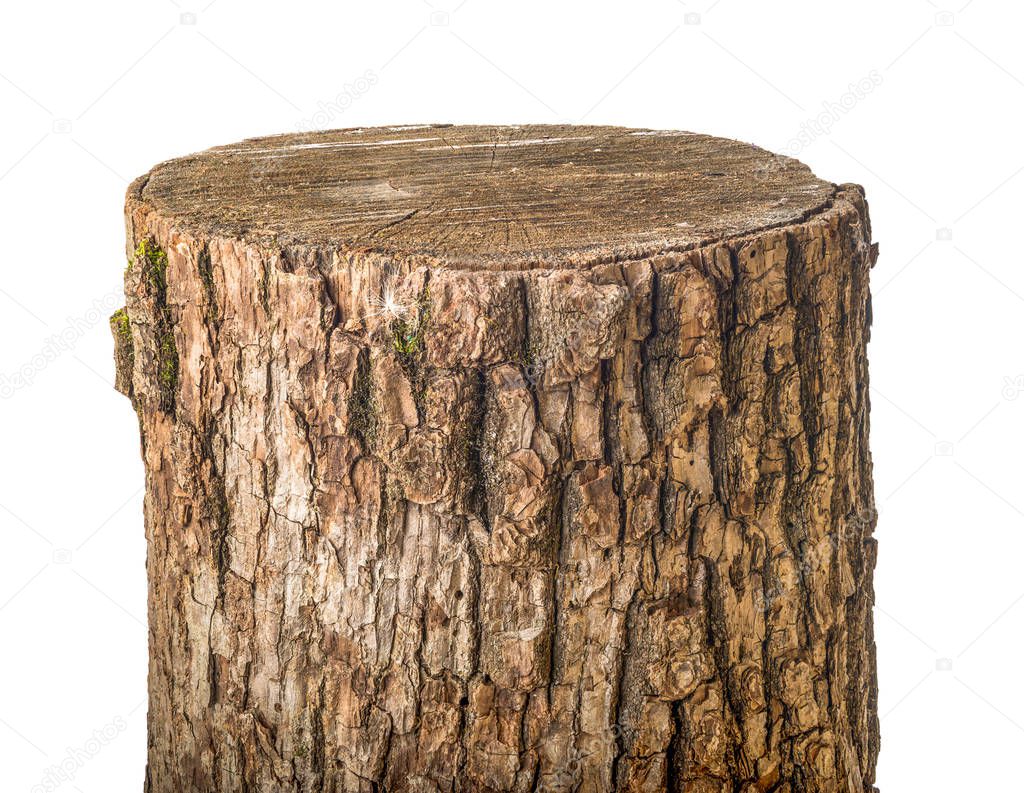 Old stump isolated