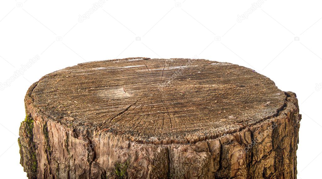 Wooden stump isolated