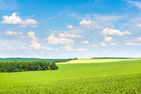 Feld der wachsenden Sonnenblumen — Stockfoto