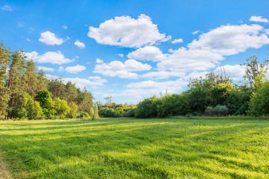 Ormandaki güneşli çayır