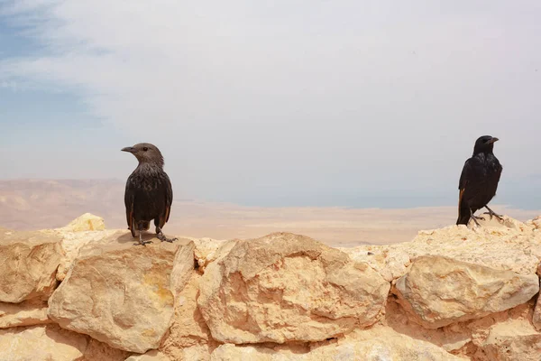 사막의 마리의 새입니다 하늘은 묻히며 먹이를 사막의 동물상 대표들 이었습니다 — 스톡 사진