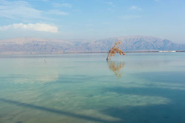 Woda Morza Martwego Którym Suszone Drzewo Tle Piękne Wzgórza Jordanii — Zdjęcie stockowe