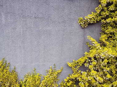 yeşil ve sarı çalılara sahip gri beton duvar arkaplanı metin için boşluk bırakıyor