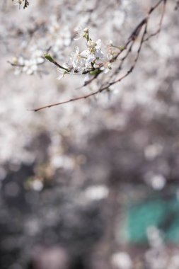 Narin yeni bahar dalları çiçek açan erik ağacı vişne ağacı