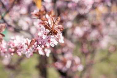 Narin yeni bahar dalları çiçek açan erik ağacı vişne ağacı