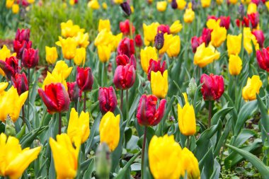 Yeşil mor ve beyaz laleler