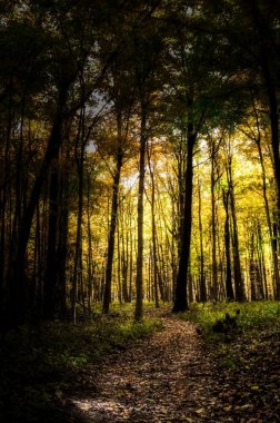 Yeşil mor ve beyaz laleler