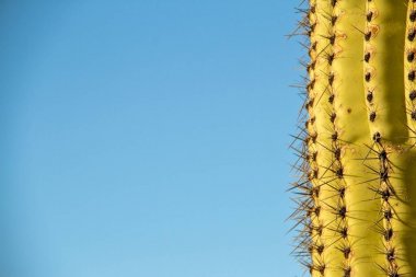 Mavi kopya alanı ile bir Saguaro detay