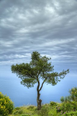 Yeşil mor ve beyaz laleler