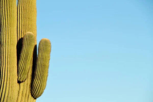 블루 복사 공간 saguaro — 스톡 사진