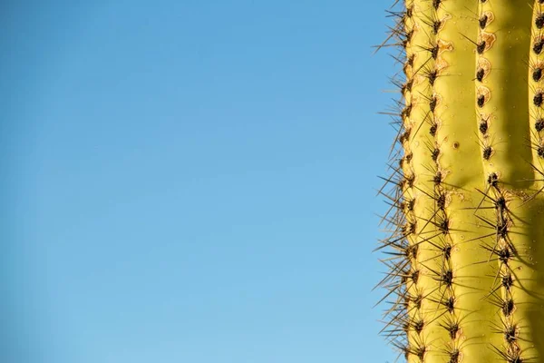 Detail Saguaro s modrou kopie prostoru — Stock fotografie