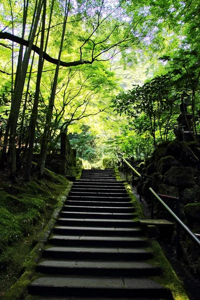 Bosque de bambú y escaleras — Foto de Stock