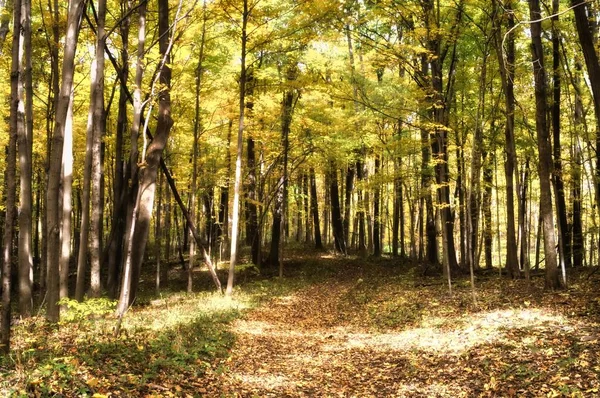 Фіолетовий і білі тюльпани на зелений — стокове фото