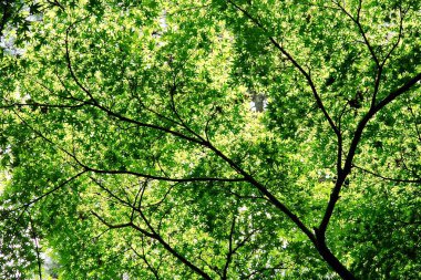 Yeşil parlak gökyüzü karşı pozlanmış yaprakları.