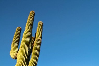 Kopya alanı olarak mavi gökyüzü ile bir saguaro kaktüsü.