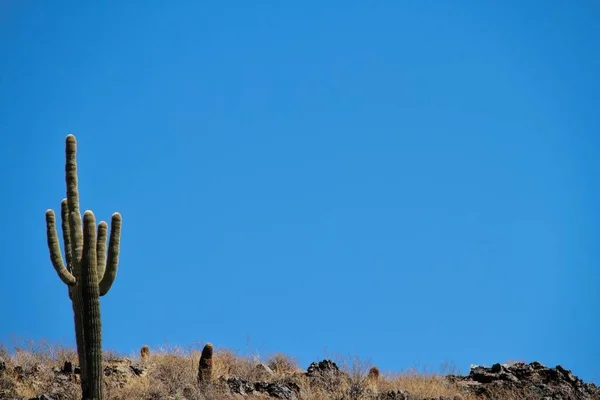 고독한 Saguaro 소노란 사막에서 — 스톡 사진