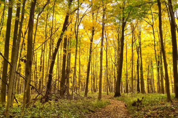 Ein Pfad Durch Die Farben Des Herbstes — Stockfoto