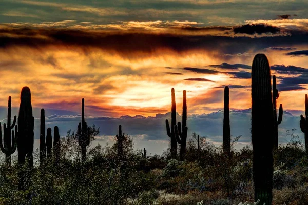 The sun setting on the Sonoran desert with cactus.