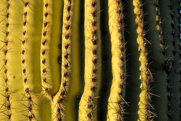 Detail Saguaro Kaktus Kopií Prostor — Stock fotografie