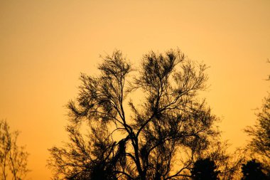 Bir palo verde ağaç siluet akşam gökyüzü karşı.