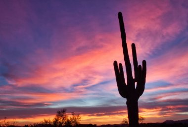 Ön planda kontrast bir saguaro kaktüsü ile parlak bir gün batımı.