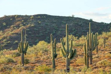 Birkaç saguaro kaktüsü Sonoran Çölü ile bir dağ'ın.
