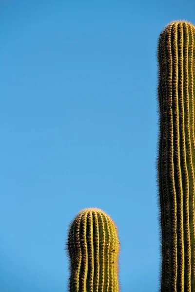 Detail Saguaro Kaktus Modrou Oblohou Jako Kopie Prostor — Stock fotografie