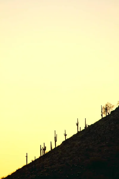 Saguaro Cactus Silhouette Sur Une Colline Contre Ciel Nocturne — Photo