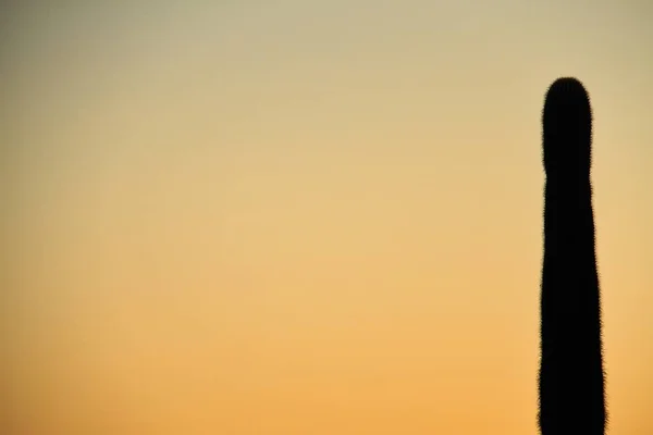 Silhuetten Saguaro Med Himlen Som Kopia Utrymme — Stockfoto