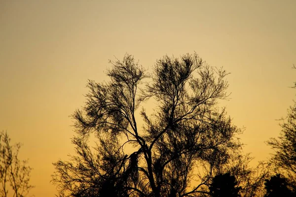 Uma Silhueta Palo Verde Contra Céu Noturno — Fotografia de Stock
