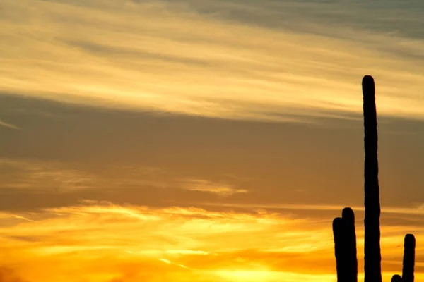 Cactus Saguaro Silueta Contra Atardecer Desértico — Foto de Stock